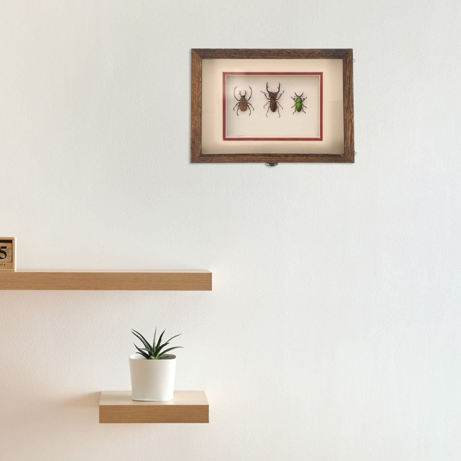 1 Set de Caja de Exhibición Re - Frame Display Wood reseña y precio