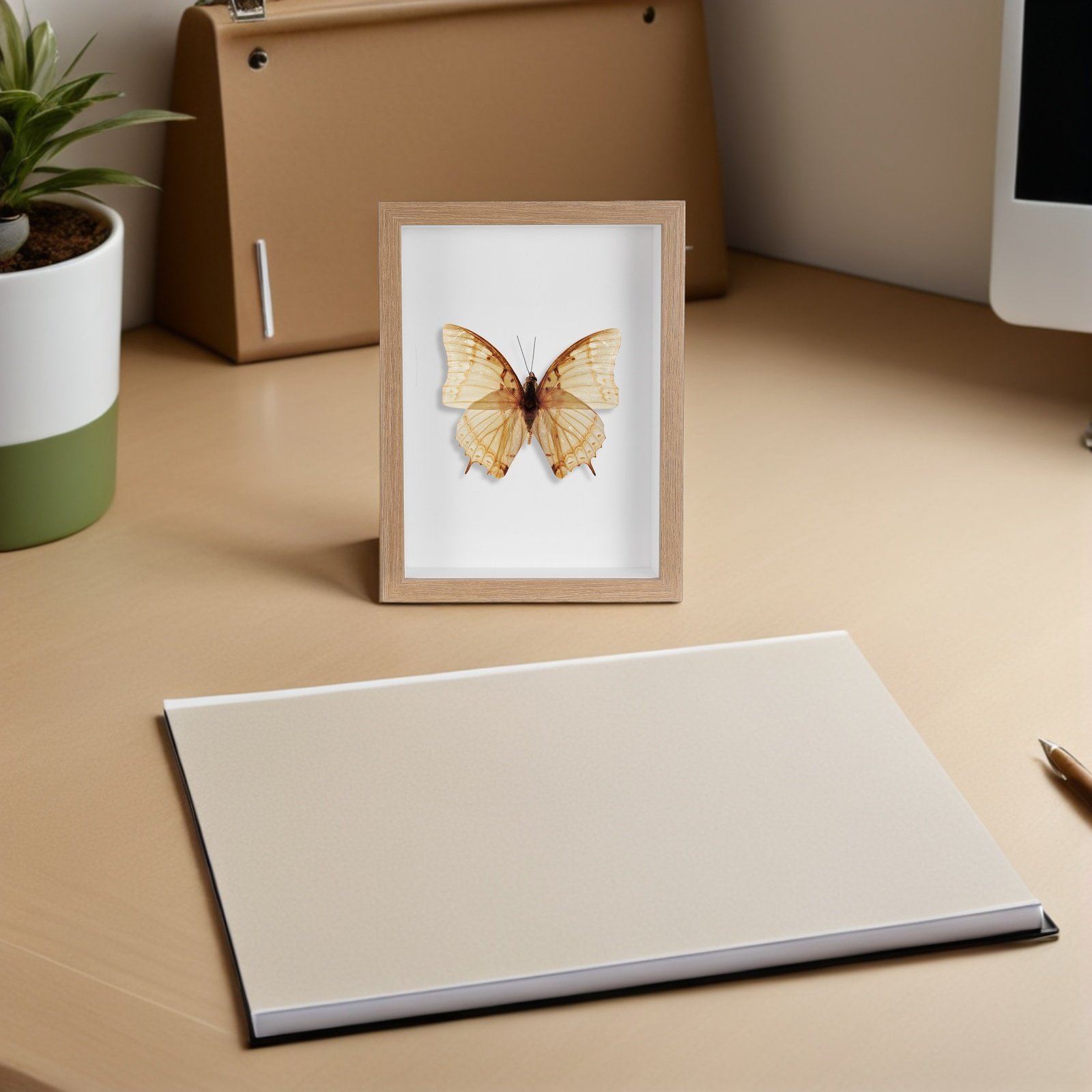 Vitrina de exhibición de insec - Frame Display Wood reseña y precio