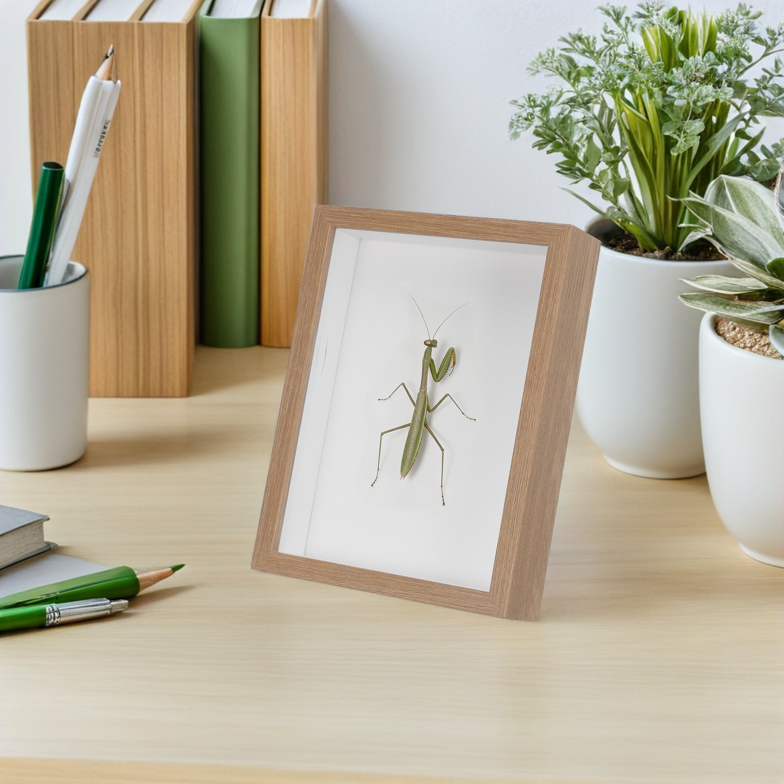Vitrina de exhibición de insec - Frame Display Wood reseña y precio